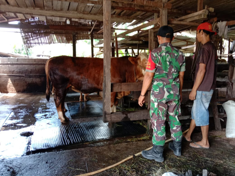 Sertu Zainal Arifin Berikan Edukasi Kepada Peternak