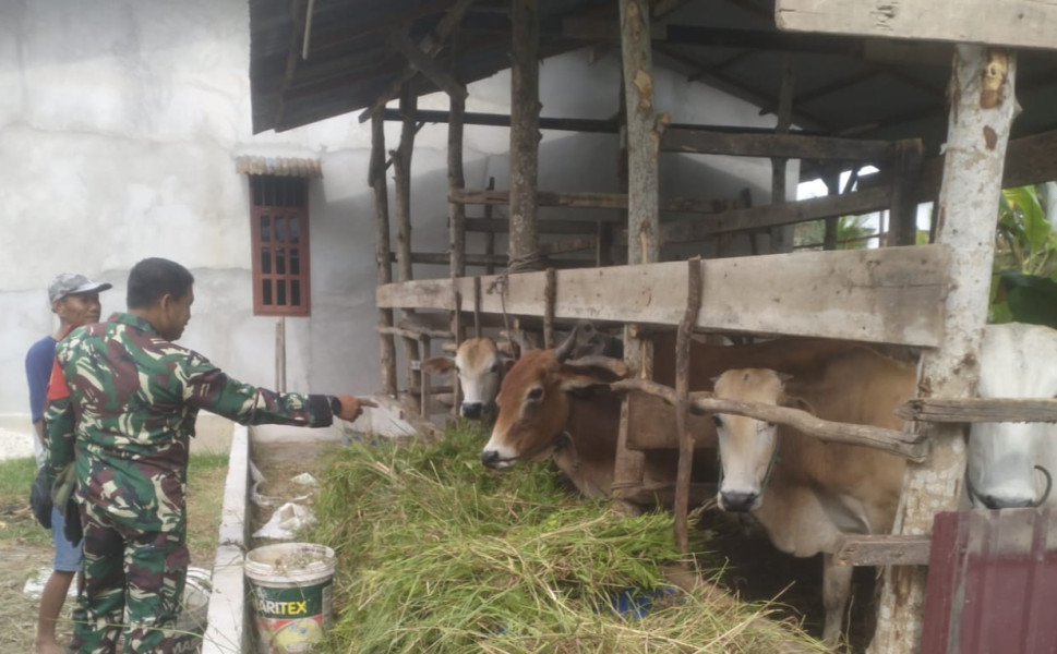 Babinsa Serda Marwis Dampingi Peternak Sapi dalam Pencegahan PMK