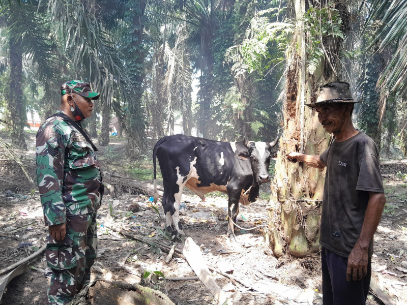 Serma F Purba Dorong Kesehatan Ternak Melalui Sosialisasi PMK