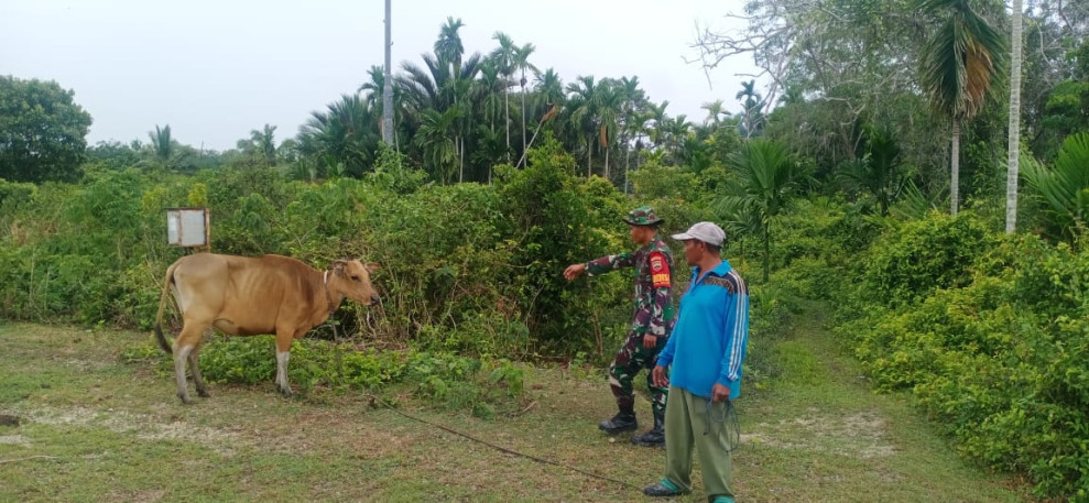 Serda Chanro Laksanakan Giat Cegah PMK