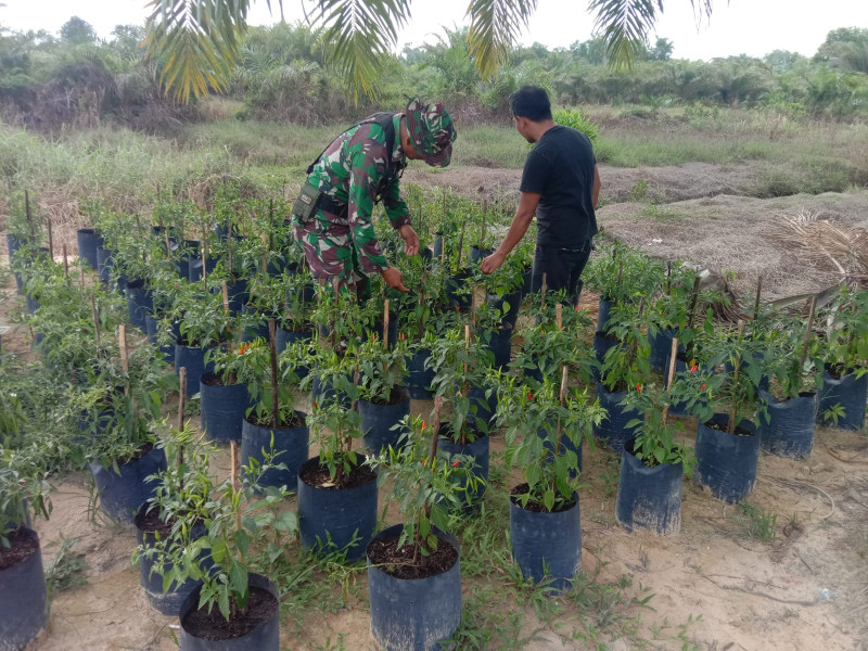 Petani Cabe Dapatkan Edukasi Dari Babinsa