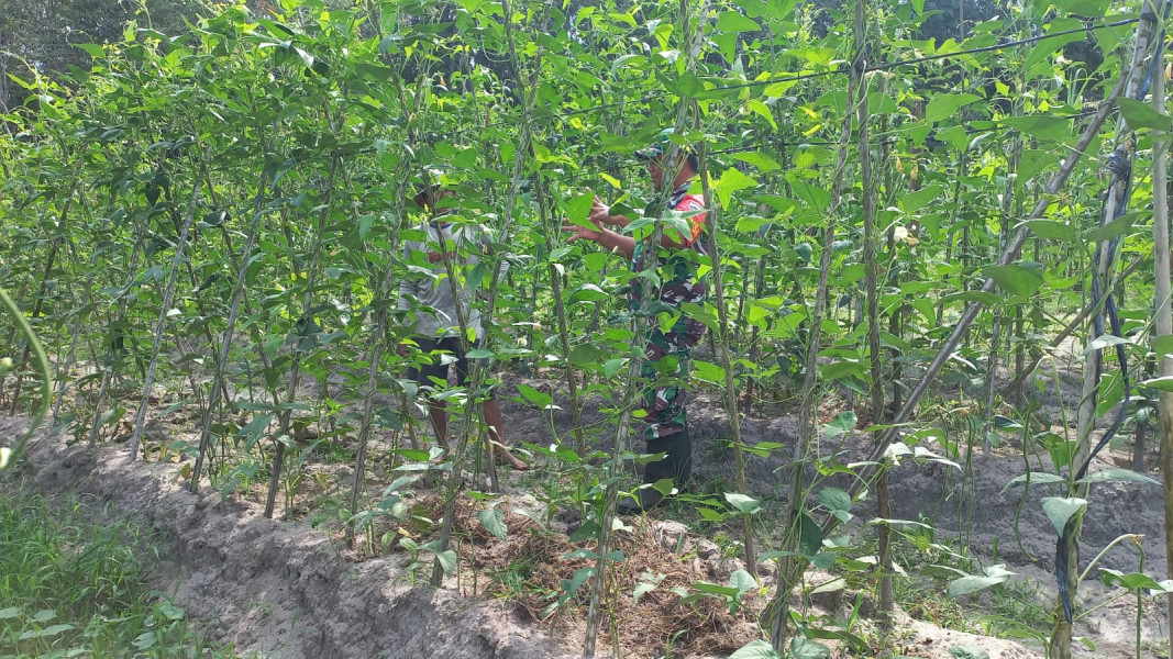 Serda Roni Sandra Berikan Penyuluhan Terkait Ketahanan Pangan