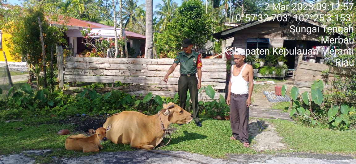 Babinsa Chanro Silalahi Cek Kesehatan Hewan Ternak