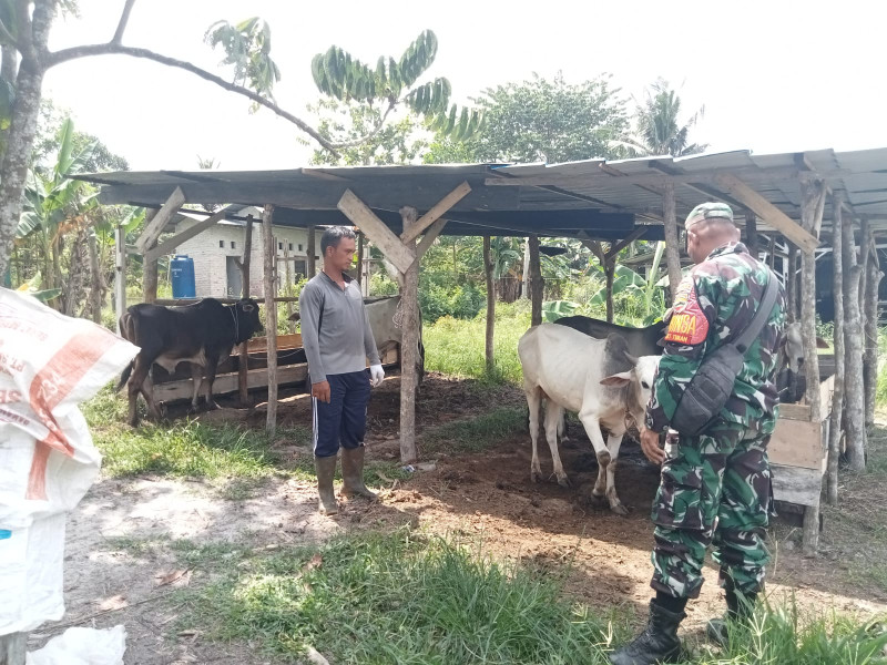 Dampingi Peternak, Ini Yang Disampaikan Oleh Serka Fahrizal Purba