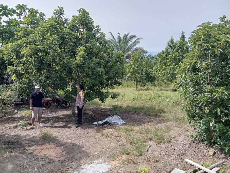 Kebun Alpukat Seluas 4.500 Meter Persegi di Dumai Selatan Didorong Perkuat Ketahanan Pangan Nasional