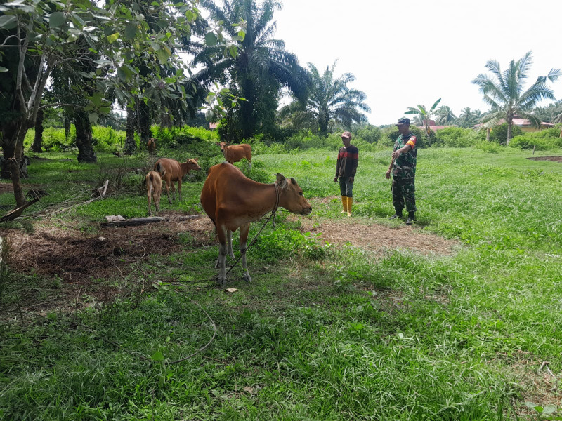 Pelaksanaan Pencegahan PMK Oleh Serka Aslim Lubis