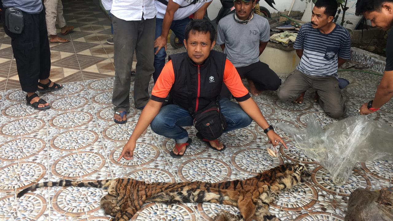 Polda Riau Ungkap Perdagangan Kulit Dan Organ Harimau Di Inhu.
