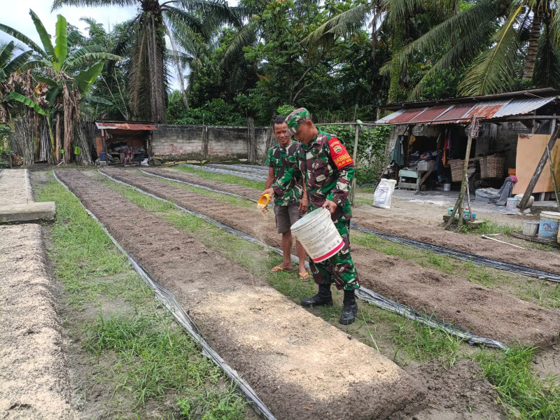Pastikan Tanamannya Baik, Serda Andi Bantu Semai Pupuk