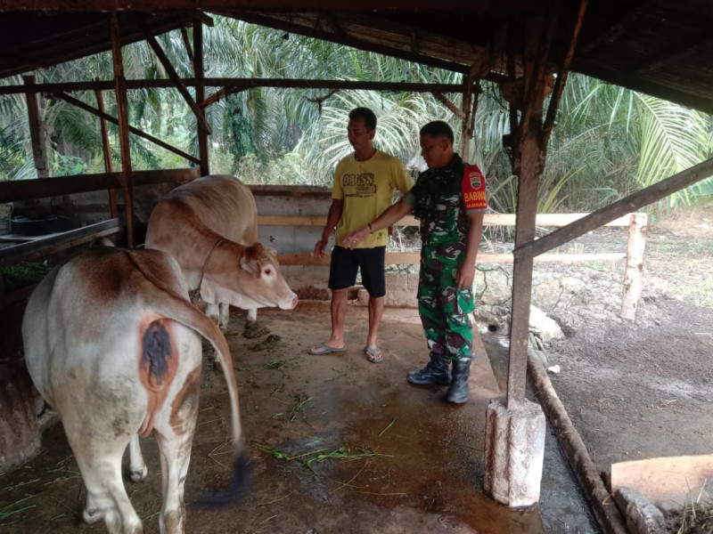 Babinsa Sertu Jainal Dampingi Peternak Binaan Untuk Cegah PMK