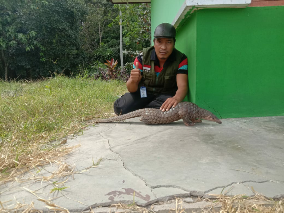 Yayasan Pecinta Hewan Dumai Lepas Trenggiling di TWA