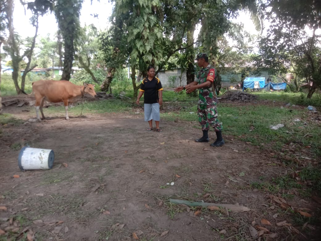 Sertu Ramli Ingatkan Peternak Soal Pencegahan PMK