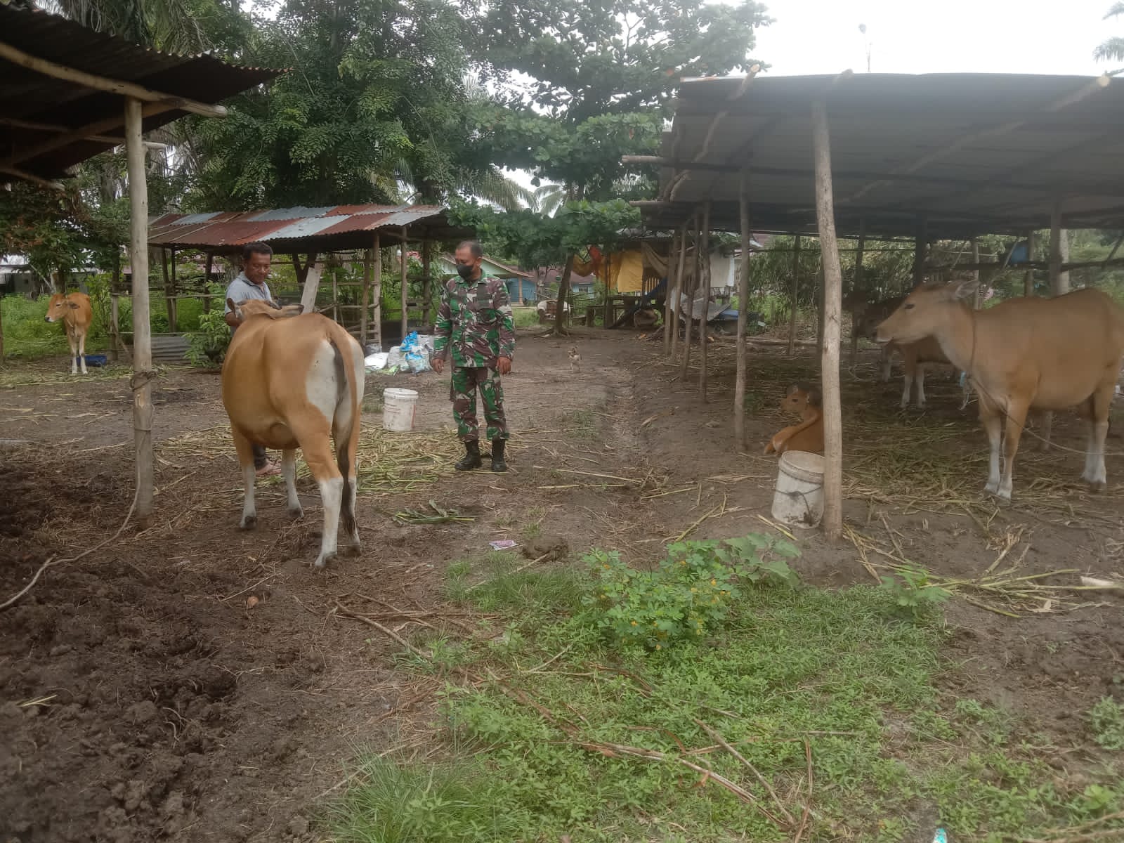 Sertu Sutiono Melaksanakan Giat Cegah PMK