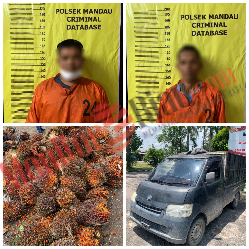 Curi Buah Sawit di Perkebunan PT Murini, 2 Orang Pria Dibekuk Unit Reskrim Polsek Mandau
