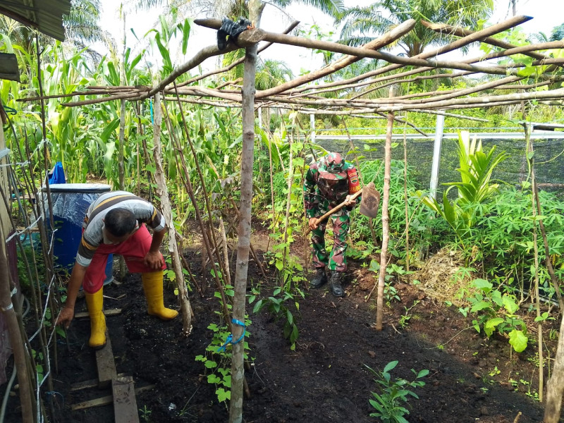Babinsa Sertu Nono S. Dampingi Karya Nyata Tanaman Gambas di Dumai Timur