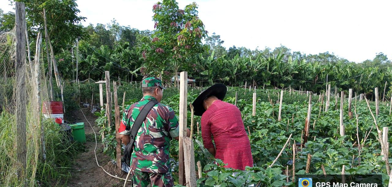 Serma Zul Efendi Dampingi Petani Terong