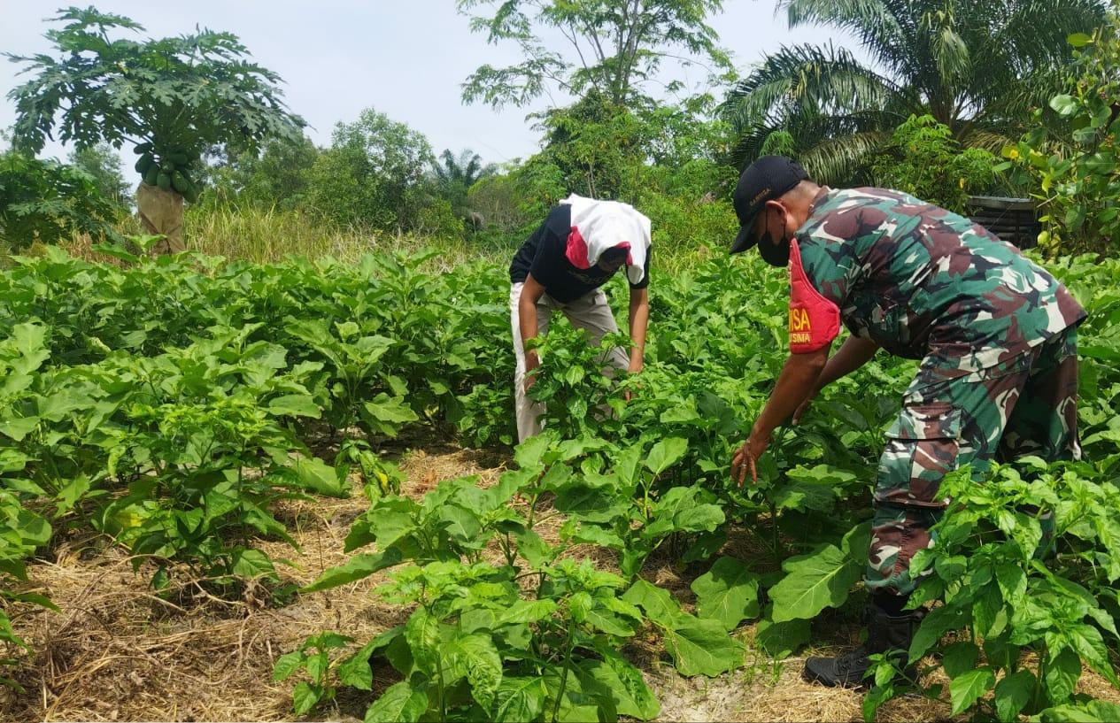 Kodim 0320/Dumai, Cegah Karhutla Dengan Membantu Petani Terong