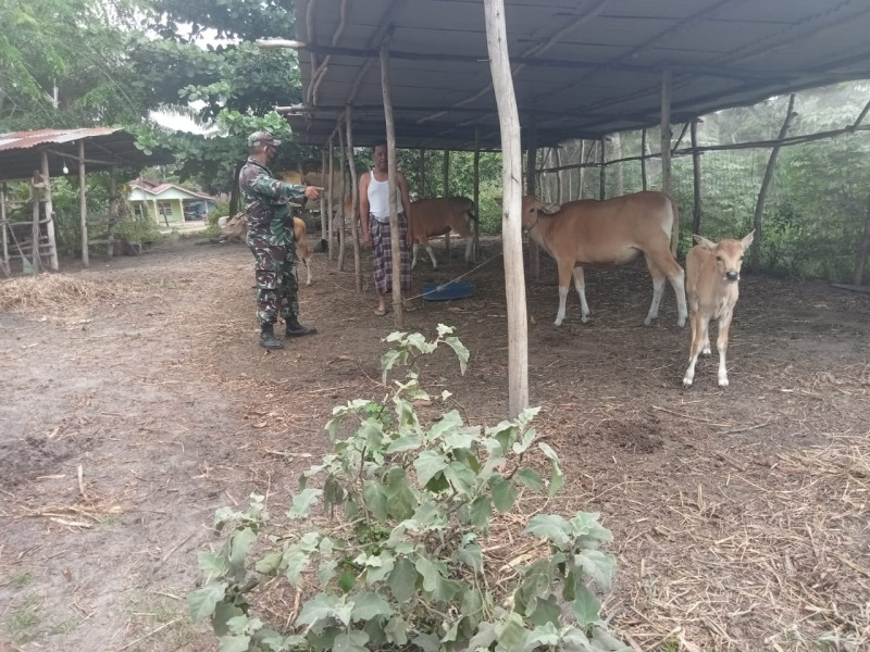 Babinsa Bukit Timah Monitoring Hewan Ternak