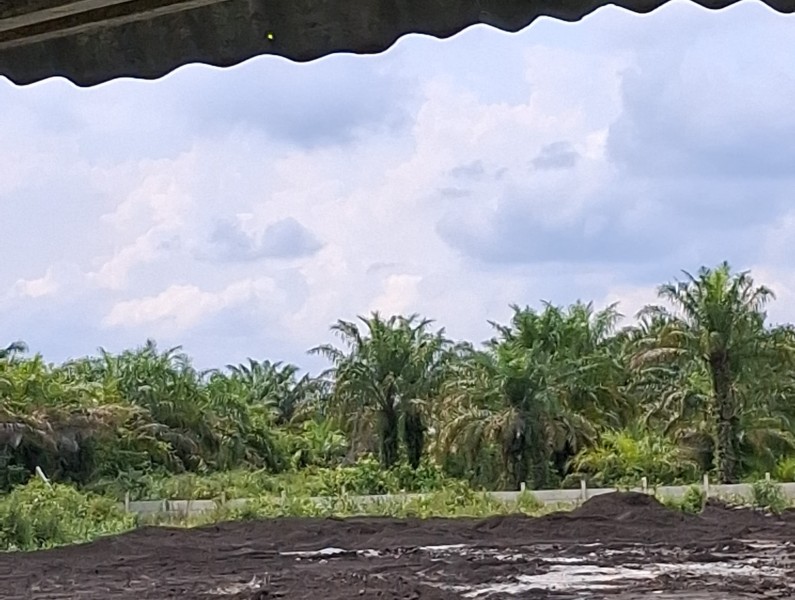 Diduga Lakukan Dumping Limbah SBE, PT EJI Dumai Bisa Saja Terancam Sanksi Hukum Lingkungan