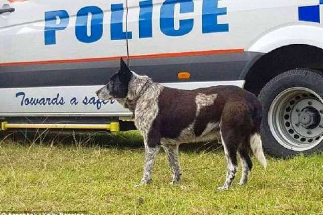 Dibantu Anjing Tuli dan Setengah Buta, Polisi Temukan Anak yang Hilang