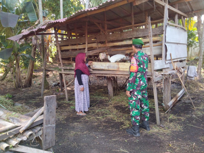 Sertu Sugianto Berikan Edukasi Cegah PMK Kepada Peternak di RT 02 Kelurahan STDI