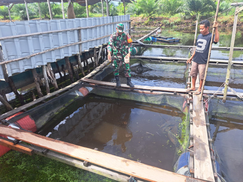 Peternak Lele Mendapatkan Pendampingan Dari Serda Andri Widodo