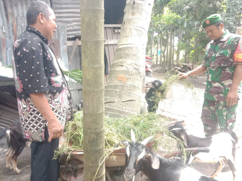 Patroli Cegah Virus PMK Oleh Serda SMP Sinaga