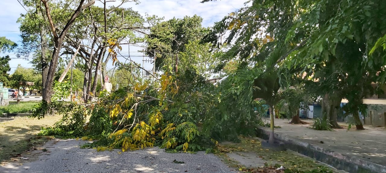 Angin Kencang, Pohon di Sungai Masang Dumai Tumbang