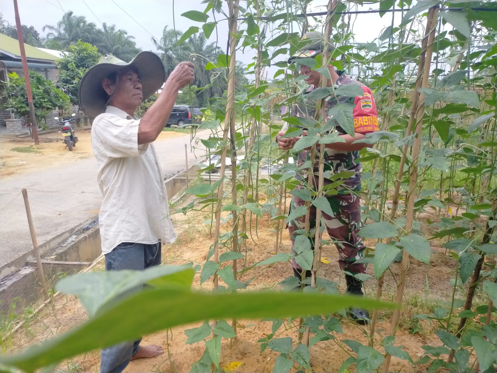 Dalam Rangka Program Ketahanan Pangan, Babinsa Dampingi Petani Kacang Panjang