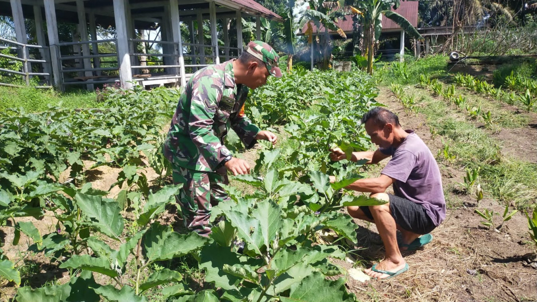 Babinsa Bagan Besar Timur Patroli Karhutla dan Dampingi Petani Tanaman Terong Ungu