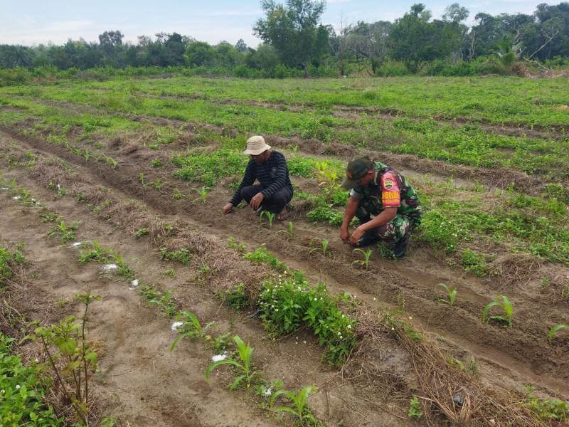 Babinsa Kelurahan Ratu Sima Dampingi Petani dalam Kegiatan Tanam Jagung di Dumai Selatan