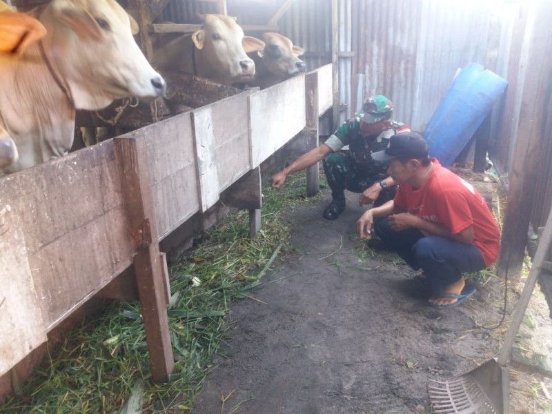 Sertu Nono Berikan Sosialisasi Dalam Rangka Cegah PMK