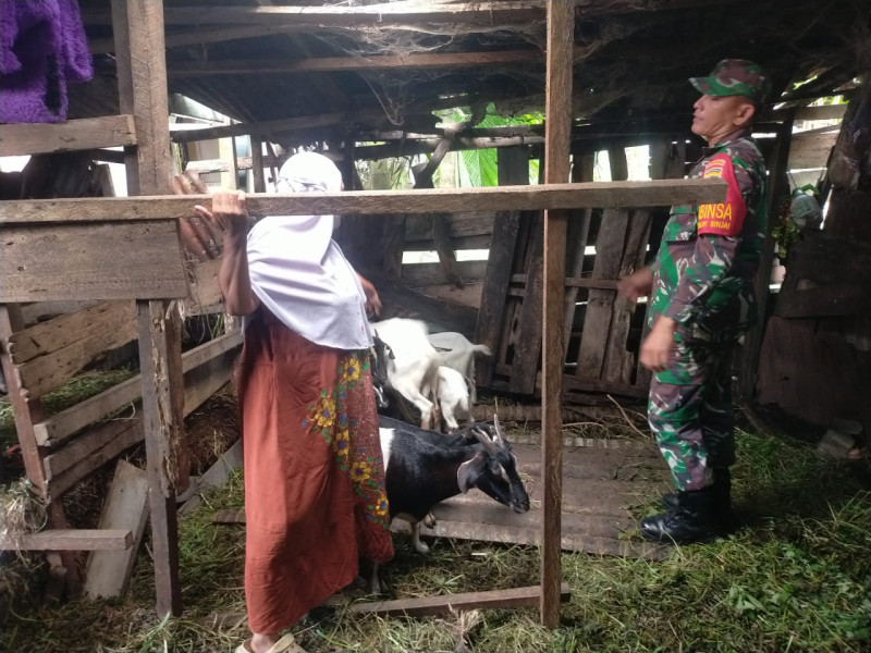 Babinsa Kelurahan Teluk Binjai Dampingi Peternak Kambing dan Sosialisasikan Pencegahan PMK