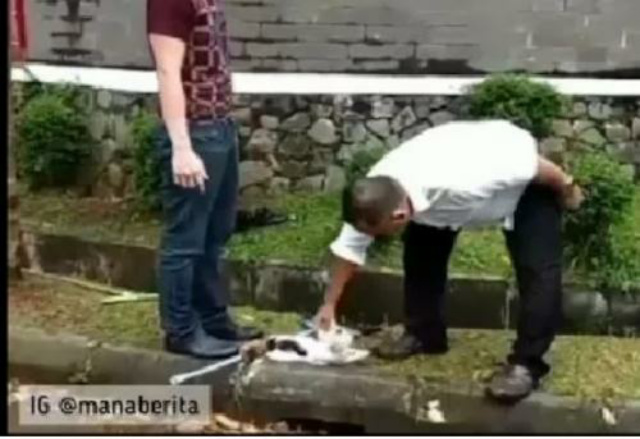 Viral Kucing Mati Dibunuh Pengurus Sekolah SoliDEO Tangsel