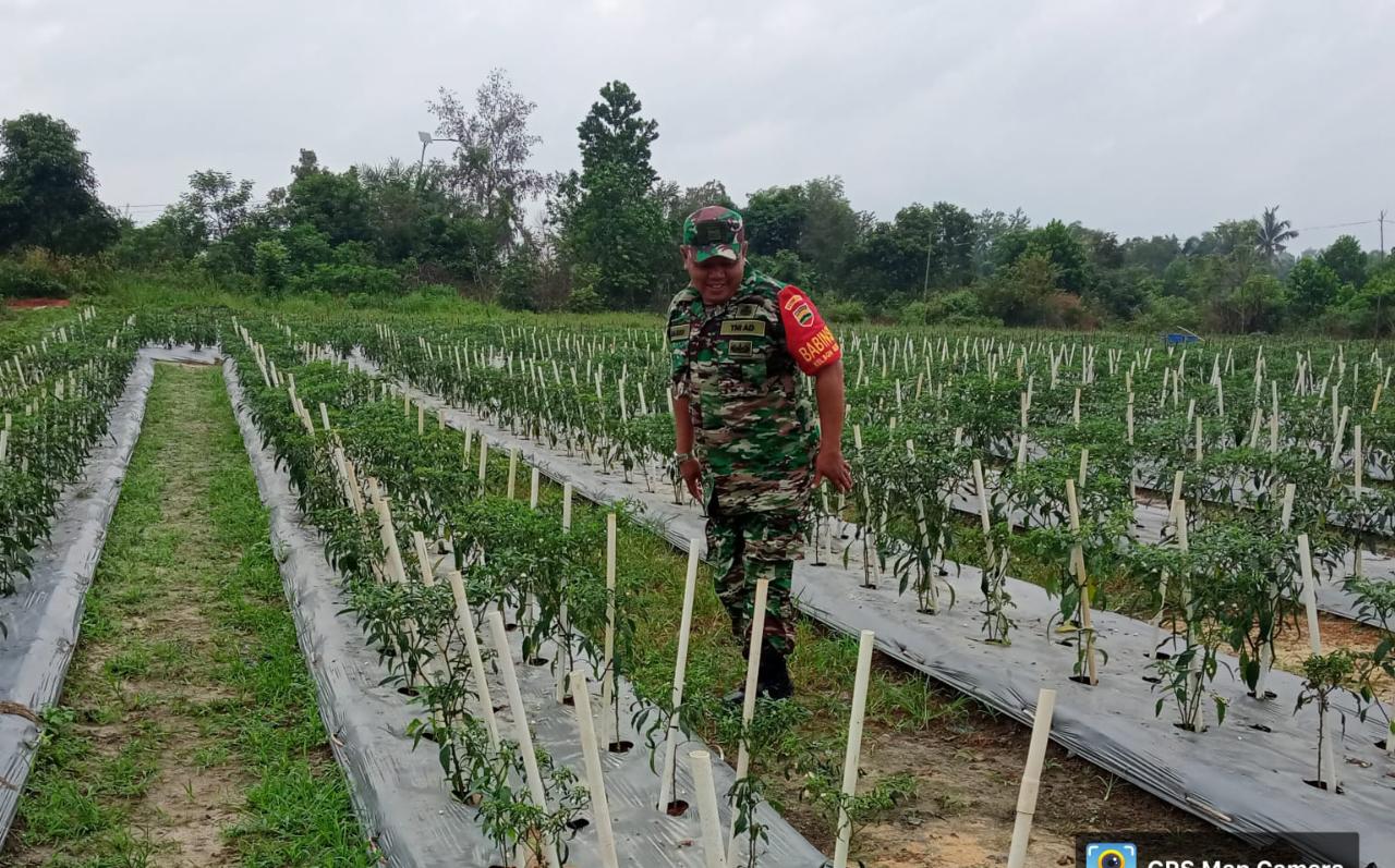 Sertu Sareh Laksanakan Pendampingan Karya Nyata Ketahanan Pangan