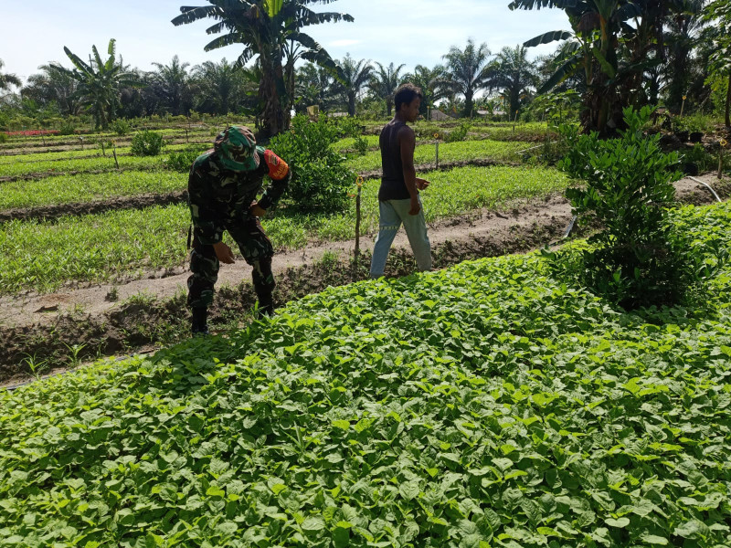 Jaga Ketahanan Pangan, Sertu Bobby Dampingi Petani Bayam