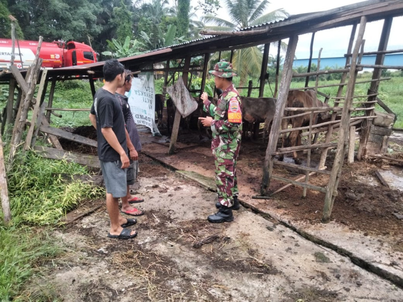Datangi Peternakan Urip, Sertu Sugianto Harapkan Kewaspadaan Terhadap PMK Dapat Terus Ditingkatkan