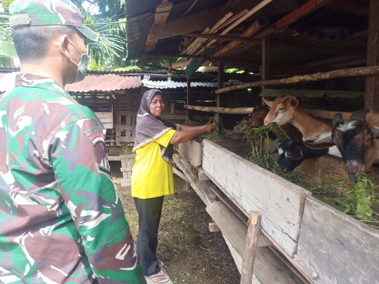 Cegah PMK, Serda Boby Rahman Datangi Peternak di Wilayah Binaannya