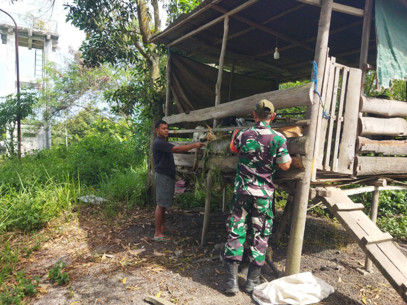 Babinsa Koramil 01/Dumai Periksa Kesehatan Kambing di Bukit Timah