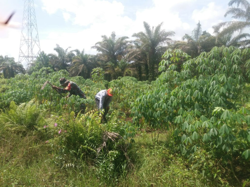 Sertu Nono Bersama Petani Binaan Laksanakan Penanaman Ubi Singkong
