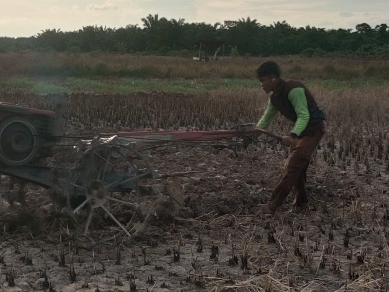 Petani di Tanjung Penyembal Mulai Tanam Padi, Dukung Program Lumbung Ketahanan Pangan Nasional