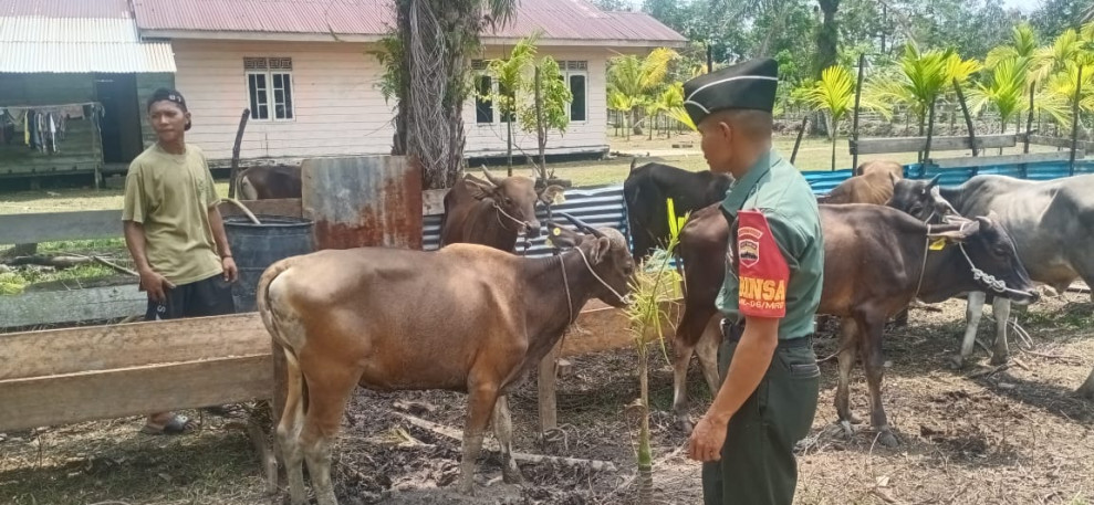 Giat Babinsa Koramil 06 Dalam Mencegah PMK