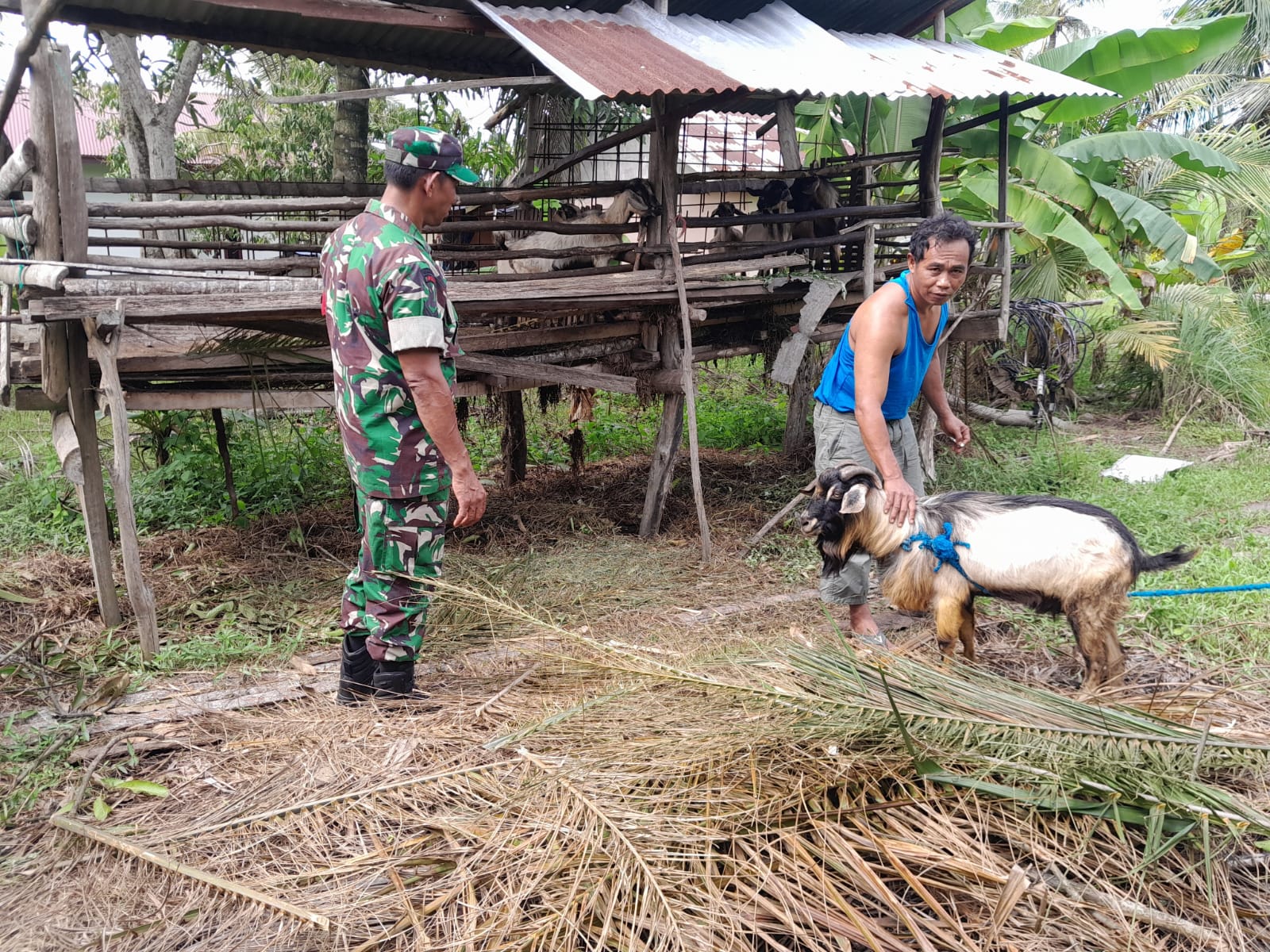 Babinsa Guntung Laksanakan Sosialisasi Pencegahan PMK