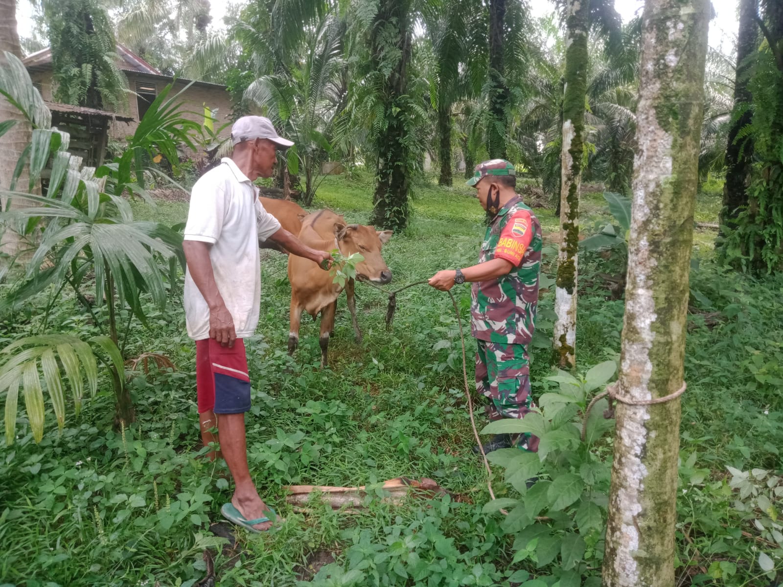 Giat Cegah PMK Terus Dilakukan, Serma Sukardi Dampingi Peternak
