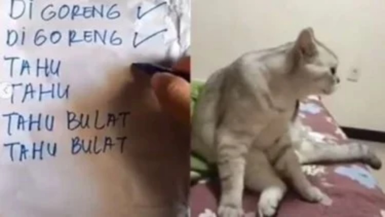 Kocak, Kucing Ini Sukses Meniru Gaya Jualan Tukang Tahu Bulat