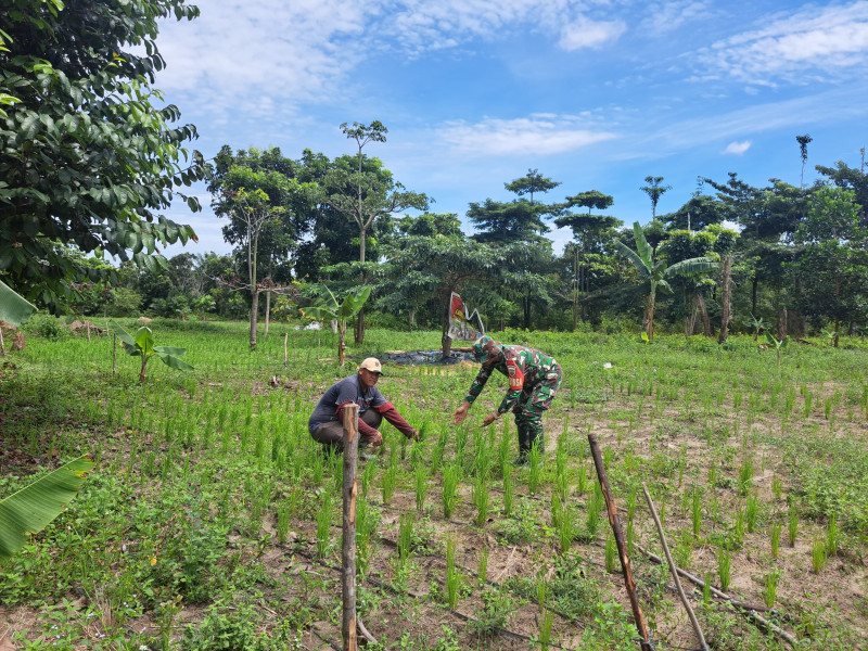 Babinsa Kelurahan Bukit Datuk Dampingi Pengecekan Tanaman Padi Gogo di Lahan Pertamina
