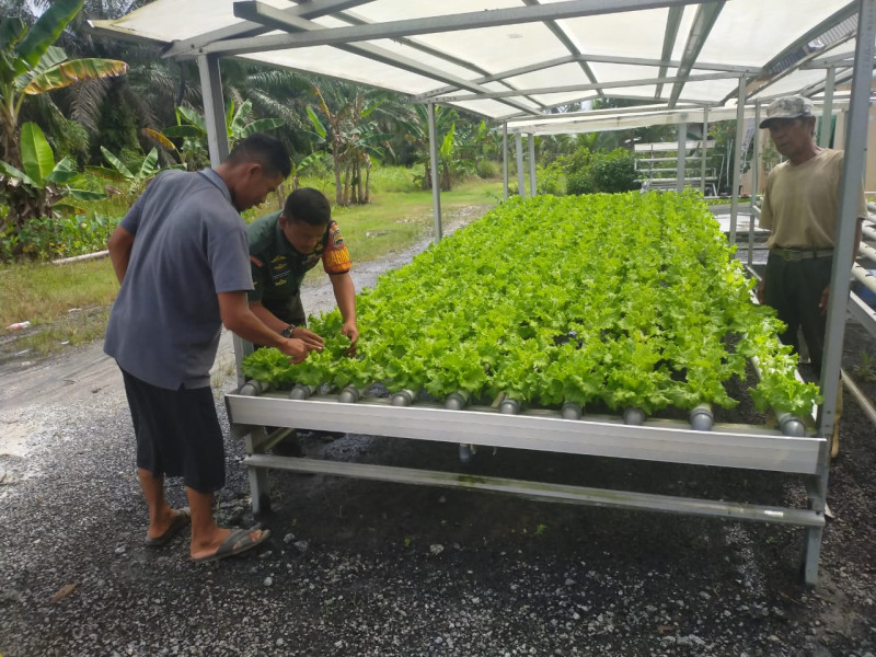 Serda Iwan Sahputra Dampingi Petani Hidroponik Guna Capai Hasil Yang Baik