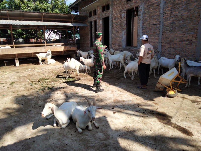 Perangi PMK, Babinsa Koramil 01 Berikan Sosialisasi