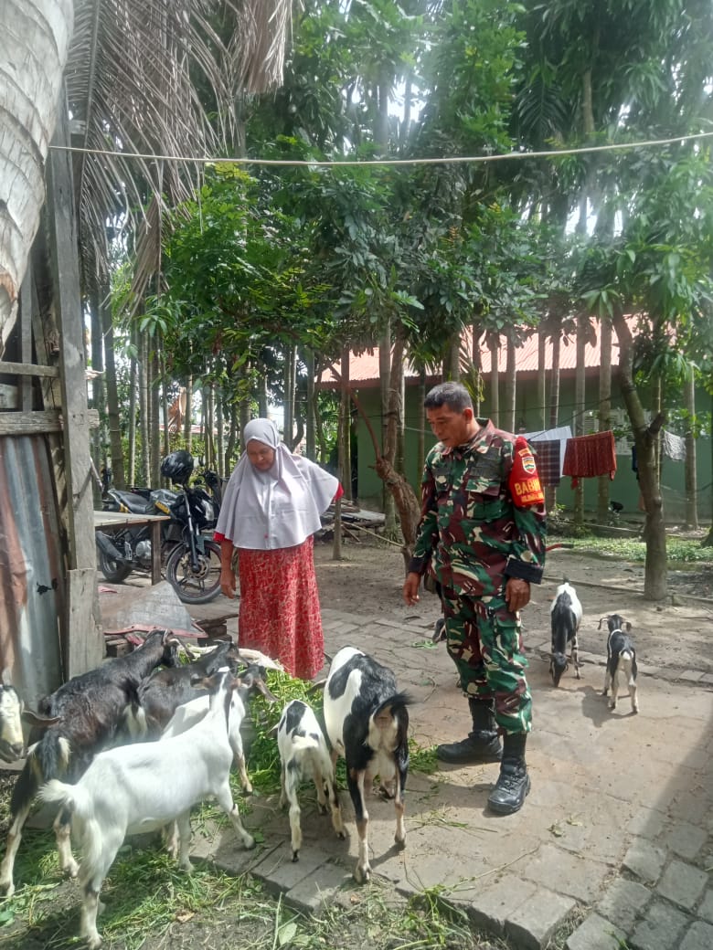 Babinsa Koramil-01 Dumai Dampingi Peternak Kambing dan Sosialisasikan Pencegahan PMK di Rimba Sekampung
