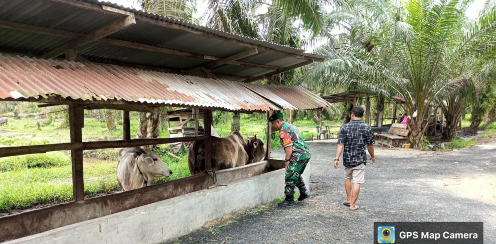 Serma Zul Efendi Laksanakan Sosialisasi Pencegahan PMK