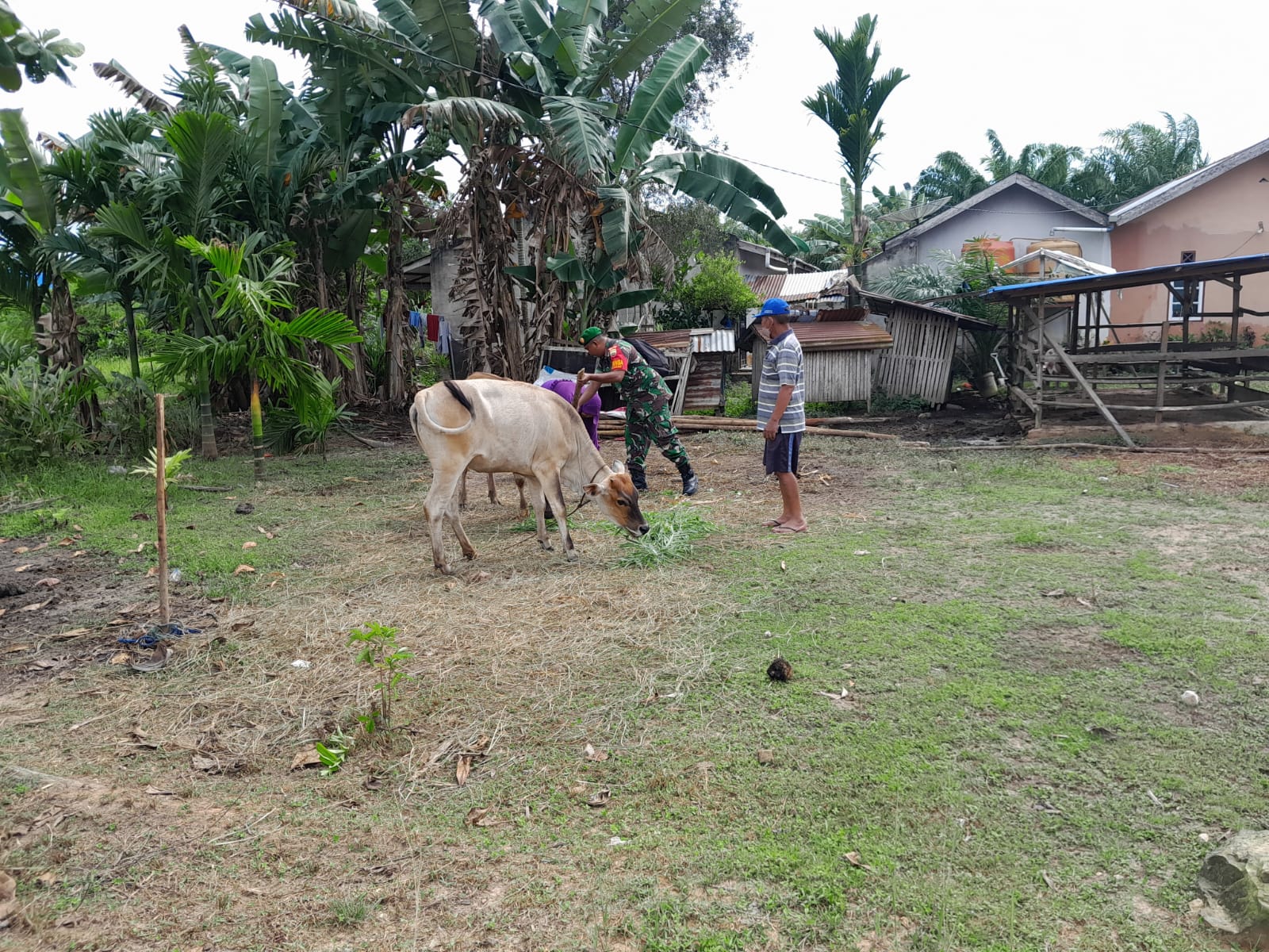 Serda Cerza Katno Ingatkan Masyarakat Mengenai Dampak Dari PMK